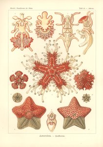 Asteridea - Étoile de mer, Pl.40 de 