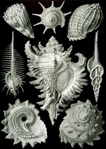 Exemples de Prosranchia - coquilles de divers gastéropodes prosobranches, de 