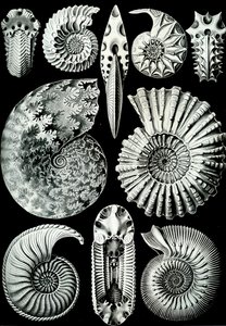 Illustration de Ammonitida de "Kunstformen der Natur" 1904 - Ernst (after) Haeckel