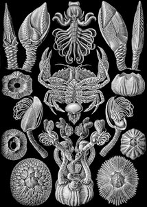 Illustration de Cirripedia de "Kunstformen der Natur" 1904 - Ernst (after) Haeckel