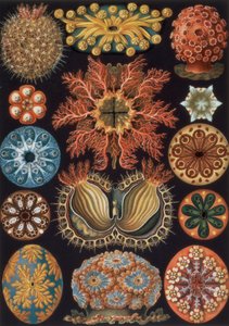 Ascidiae, planche 85 de `Kunstformen der Natur` - Ernst Haeckel