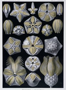 Blastoidea, planche de Artforms of Nature, c.1899-1904 - Ernst Haeckel