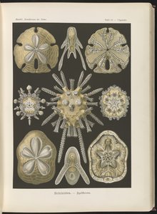 Echinidea : oursins et dollars des sables - Ernst Haeckel