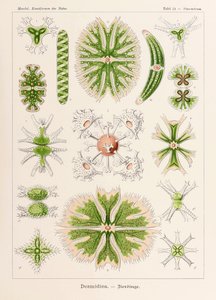 Planche 24 Staurastrum Desmidiea de 