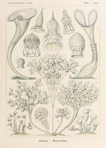 Planche 3 Stentor Ciliata de 