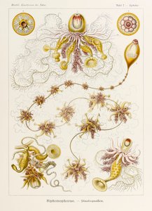 Planche 7 Epibulia Siphonophorae de 