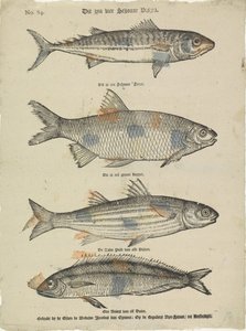 Voici quatre beaux poissons