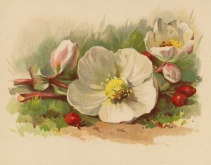 Rose de Noël et baies - Ethel C. Nisbet