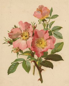 Églantines - Ethel C. Nisbet