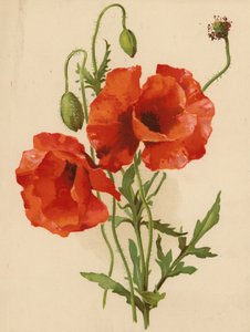 Coquelicots