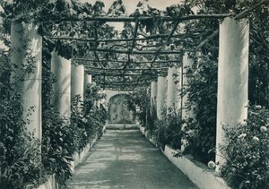 Pergola dans un vignoble, Capri, Italie, 1927 - Eugen Poppel