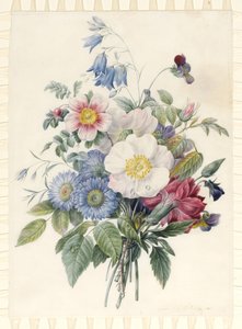 Asters bleus, hybride de Rosa Spinosissima, campanule, violettes, œillet et une rose sauvage, 1820