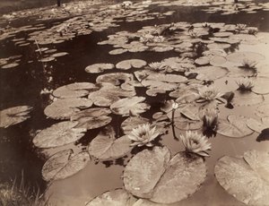 Nymphéas (Bagatelle) - Eugène Atget