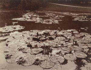 Nymphéas - Eugène Atget