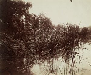 Roseaux, Étang du Plessis-Piquet - Eugène Atget