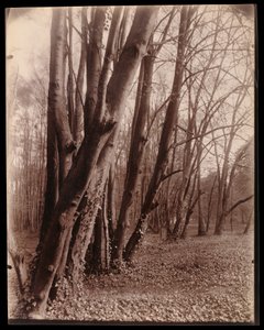 Le parc de Saint-Cloud