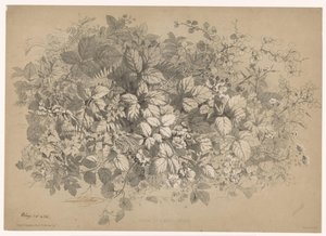 Mûres et autres plantes