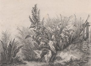 Grande plante de bardane, 1840