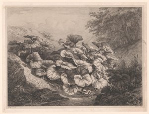 Grand tussilage - Eugene Bléry
