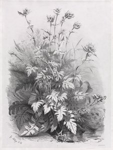 Groupes de diverses plantes dessinées d