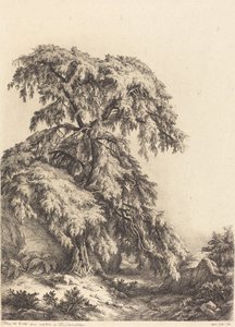 Genévrier, 1840