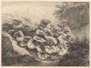 Grande Tussilage - Eugene Bléry