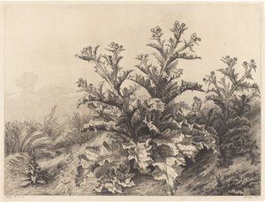 Grand chardon, 1843