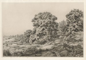Chênes près d