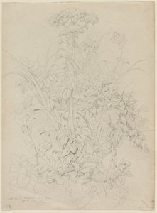 Étude de plante, 1857