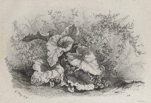 Étude de plantes du groupe de diverses plantes dessinées et lithographiées d