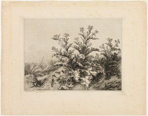 Le grand chardon, planche trois de Les quatre grandes plantes - Eugene Bléry