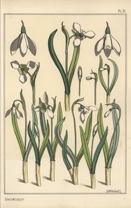 Illustration botanique d
