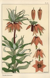 Illustration botanique de la fleur impériale, Fritillaria imperialis