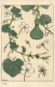 Illustration botanique de la gourde - Eugene Grasset