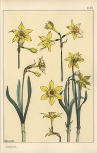 Illustration botanique du jonquille, Narcissus jonquilla, montrant les parties de la fleur