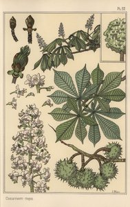 Étude botanique de châtaignier - Eugene Grasset