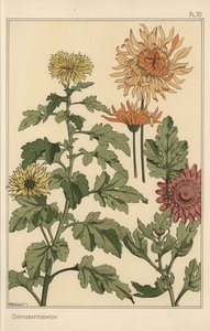 Étude botanique de chrysanthème - Eugene Grasset