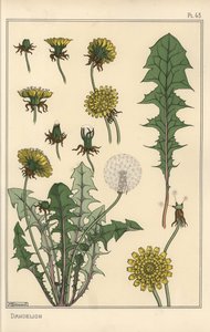 Étude botanique de pissenlit