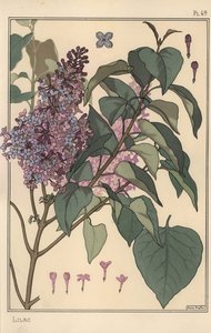 Étude botanique de lilas - Eugene Grasset