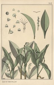 Muguet, étude botanique