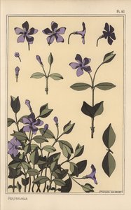 Étude botanique de pervenche