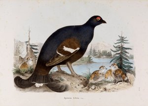 Représentation du petit coq de bruyère ou coq de bouleau