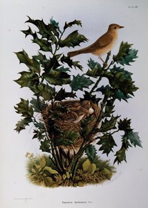 Fauvette des jardins (Sylvia hortensis), gravure par Oscar Dressler, de l