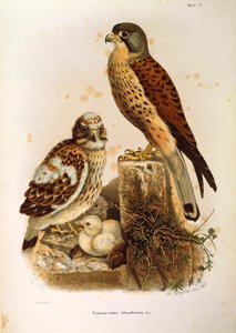 Illustration de l