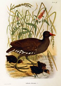 Illustration de l