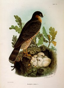 Illustration de l