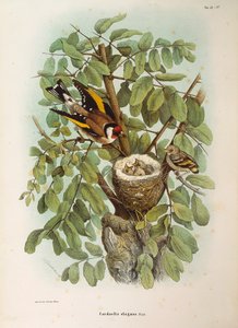 Illustration de l