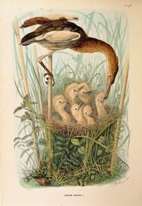 Illustration de "Histoire naturelle des oiseaux qui nichent en Lombardie" d