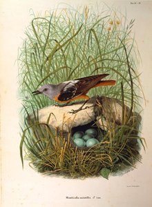 Illustration de "Histoire naturelle des oiseaux qui nichent en Lombardie" d
