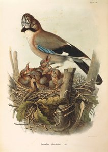 Illustration de l